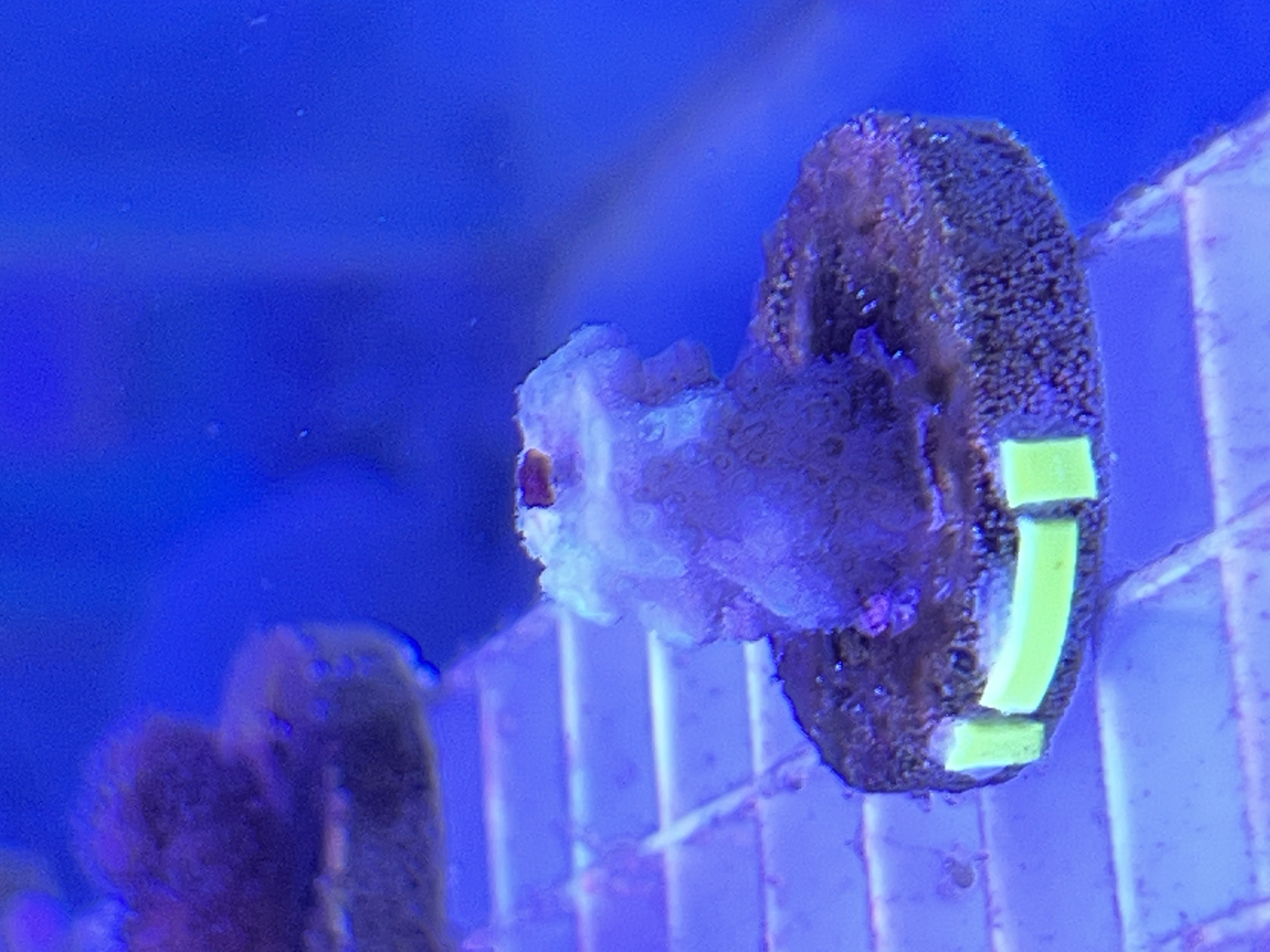 Figure 14: Example image of a coral with the new label system. This coral is Pocillopora, colony 3, nub 10.
